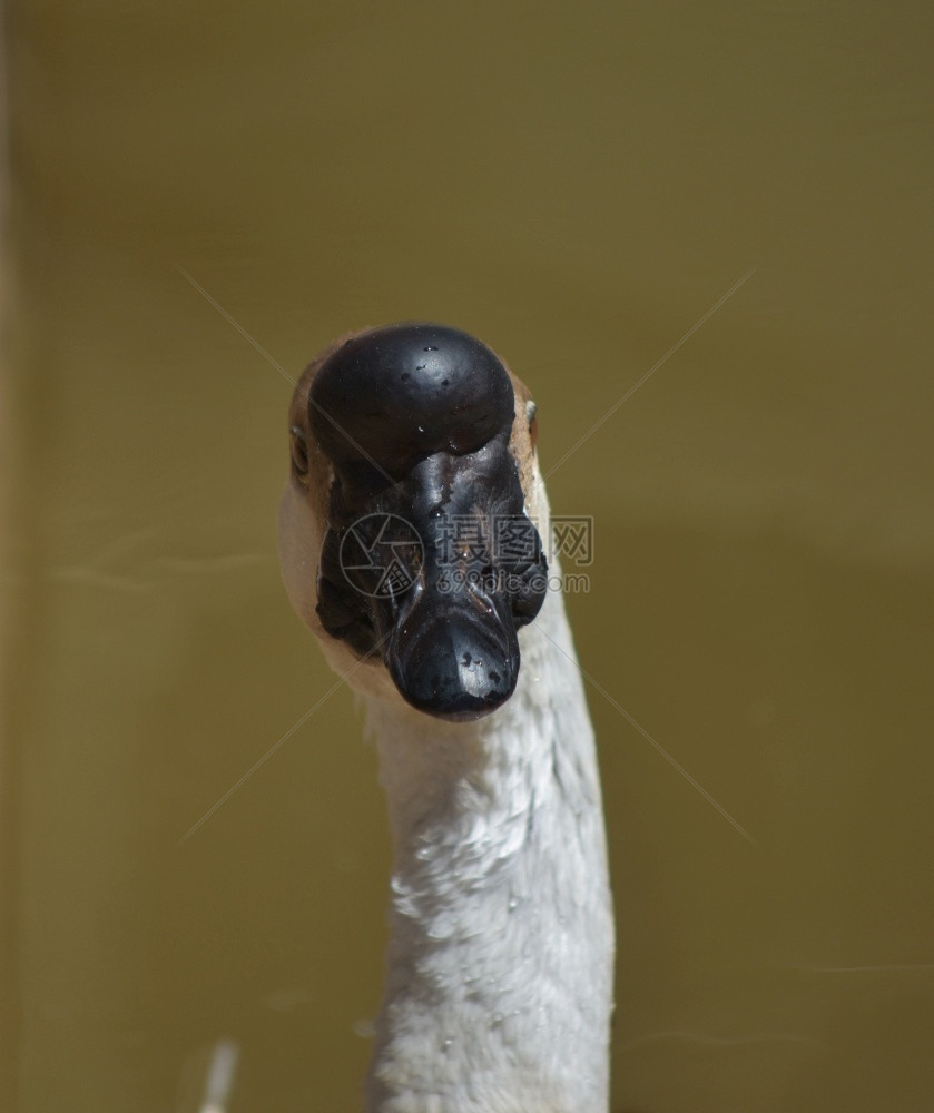 白色的鸭鸡黑嘴唇在池塘中的白鹅上图片