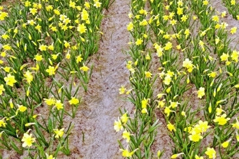 荷兰春秋黄花水仙子在荷兰水仙花植物群自然图片