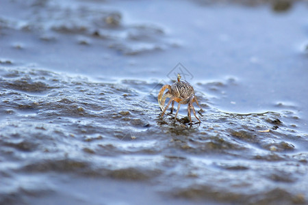 在沙滩上紧闭小鬼螃蟹自然贝类夏天图片