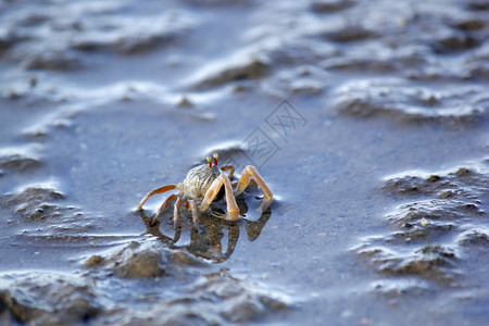 挖掘海岸在沙滩上紧闭小鬼螃蟹挖图片