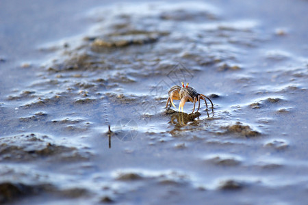 挖海在沙滩上紧闭小鬼螃蟹夏天图片