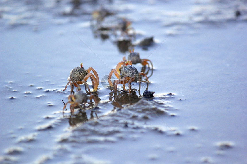 沙滩上的小螃蟹图片