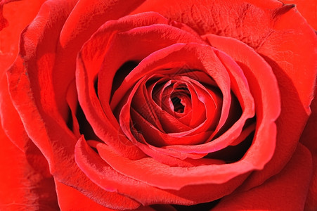 罗莎紧贴着红玫瑰的心自然精美图片