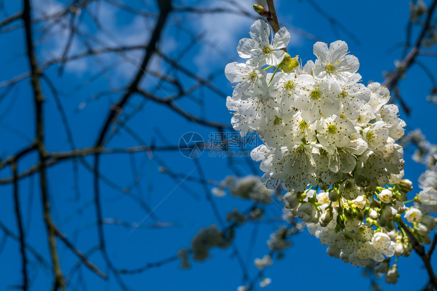 春花背景小白樱桃或梅花模糊适合制作背景图象花的叶子开图片