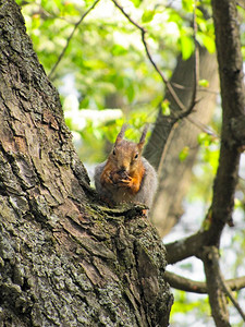 松鼠坐在树上吃坚果图片