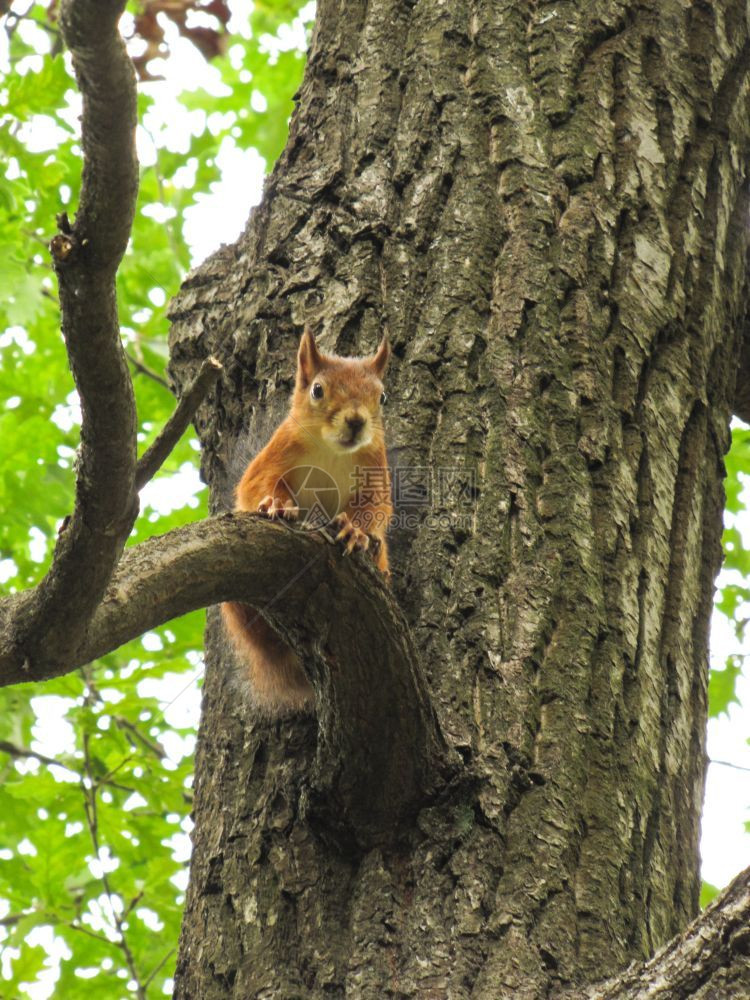 松鼠坐在树上吃坚果图片