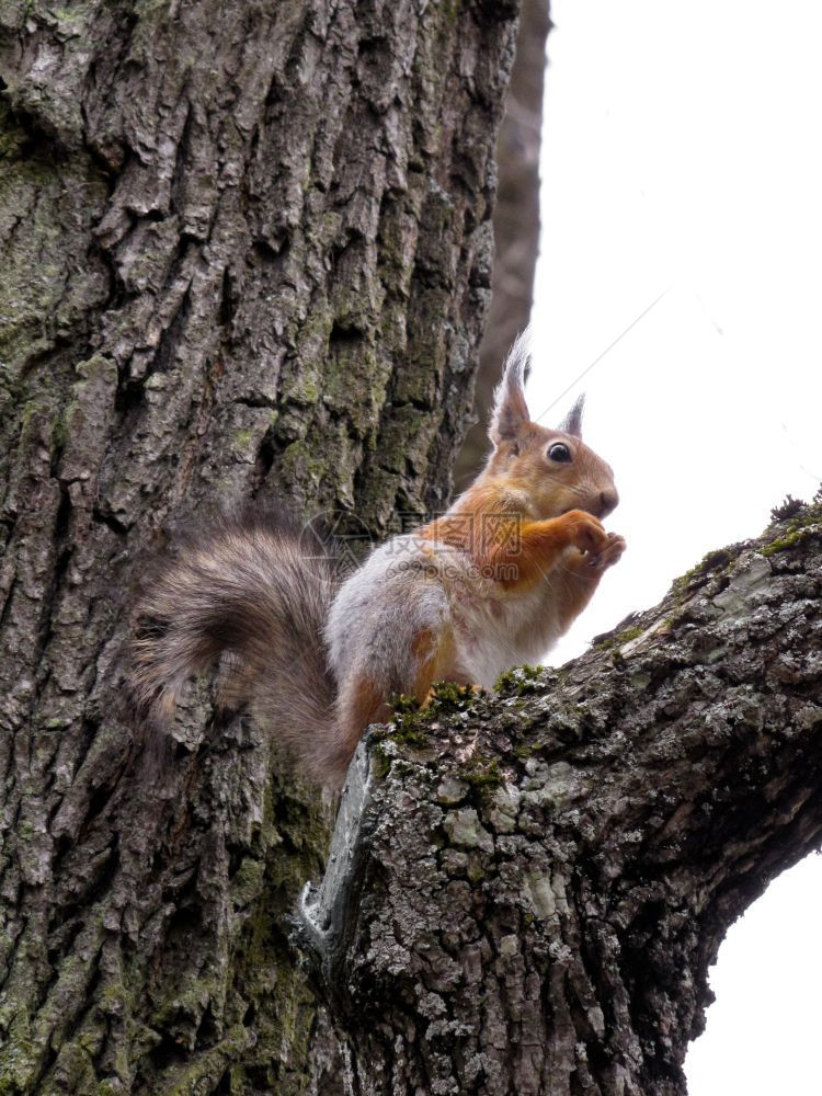 野生动物自然喂养在树上松鼠红坐在树上吃坚果图片