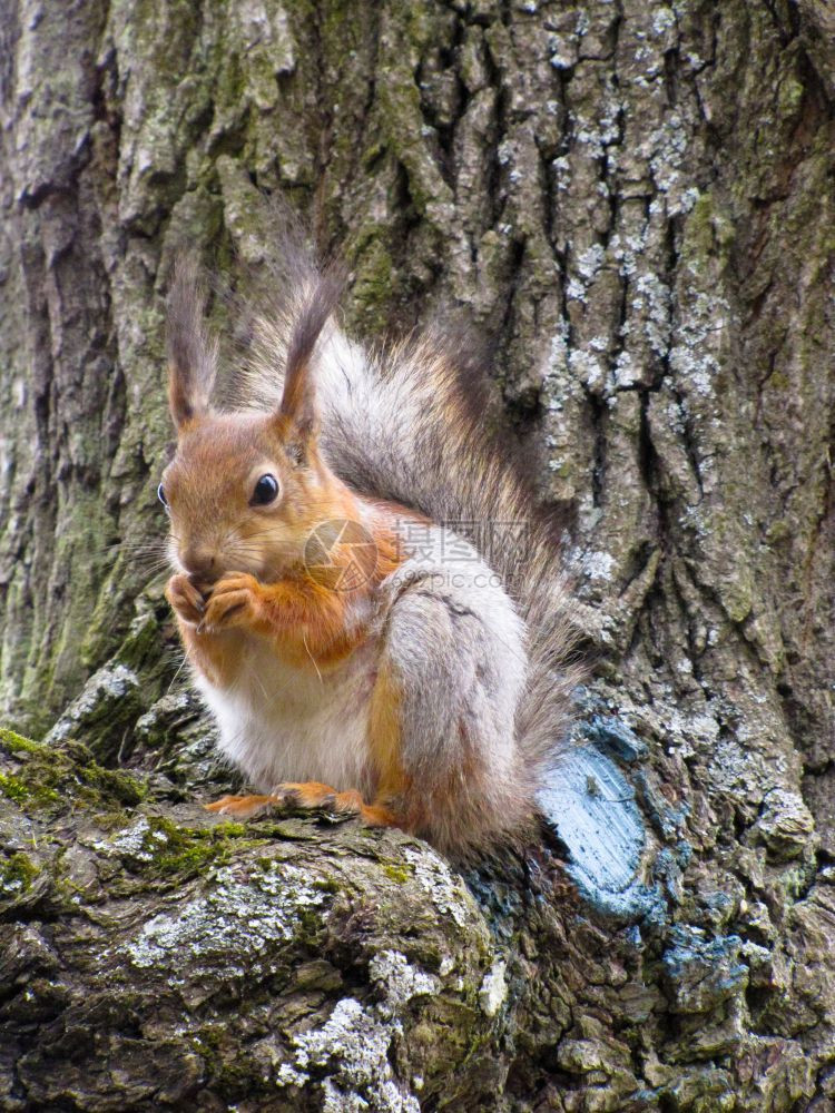 啮齿动物自然在树上松鼠红坐在树上吃坚果生态图片