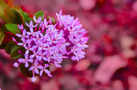 叶子植物紫色热带花绿图片