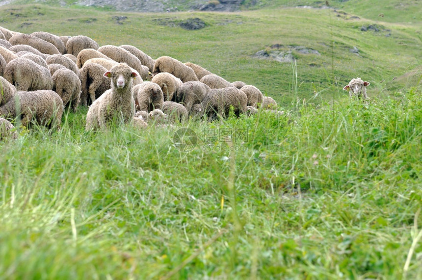 牧场里的绵羊图片