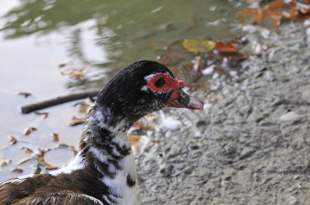 罗卡德山谷湖上的鸭子美丽鸟类学图片