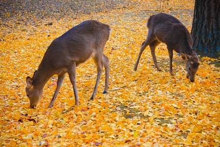 金黄色落叶上的小鹿图片