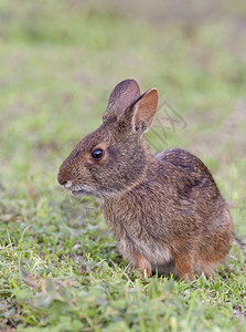 兔形亨德森深草中的沼泽兔侧面肖像子图片