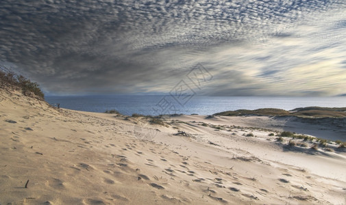海植物中午的桑迪沙丘立陶宛云天库罗尼安史匹特尔斯语图片