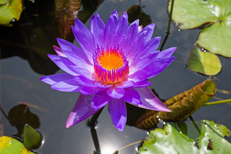 水花绿色在中漂浮的紫莲花朵莱利图片