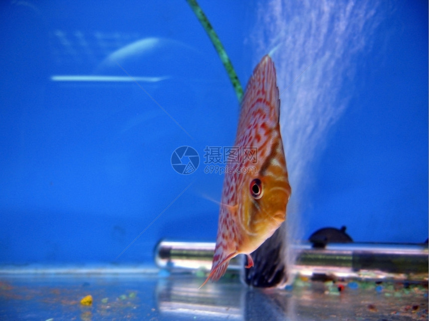 红色的水族馆热带外来鱼类异国情调图片