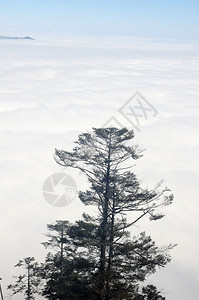 山顶的松树图片