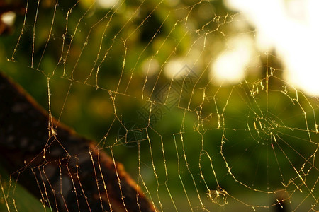 绿色盛开黑暗的阳光中蜘蛛网图片