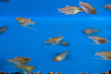 蓝水中族馆鱼类照片海洋底部标量图片