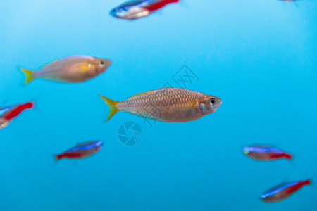 金鱼蓝色的水中族馆鱼类照片斑马体图片
