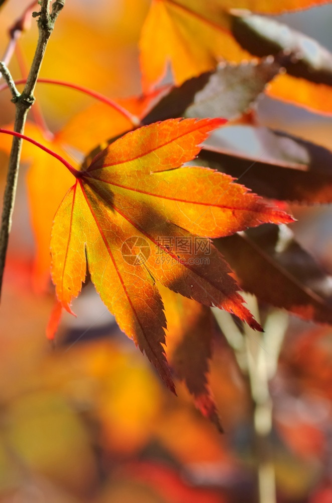 季节紧贴着一朵美丽的燃烧绿叶枫日本人图片