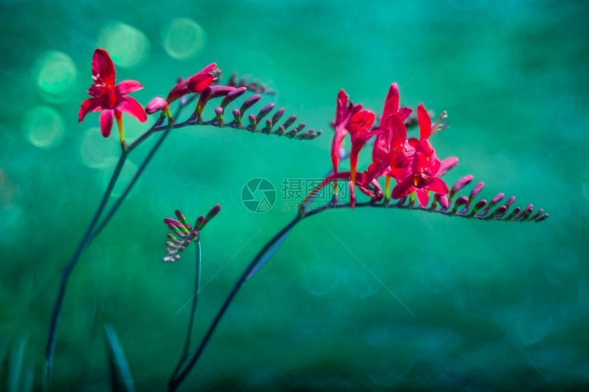 CrocosmiaLuciferMasoniorum在模糊的背景Masoniorum红色的自然雷诺图片