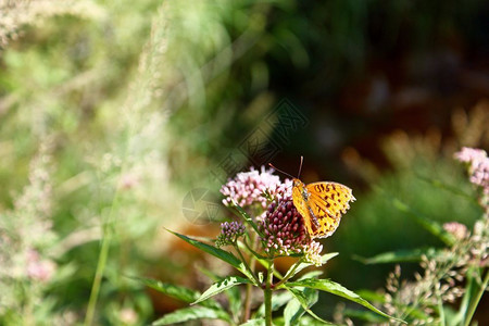 植物花的户外绿色模糊背景的花朵上多彩蝴蝶高清图片