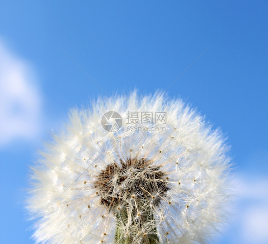 蓝色的蓬松在浅蓝天空背景下在光蓝天空背景下紧贴的dandelionfluffy种子夏天图片