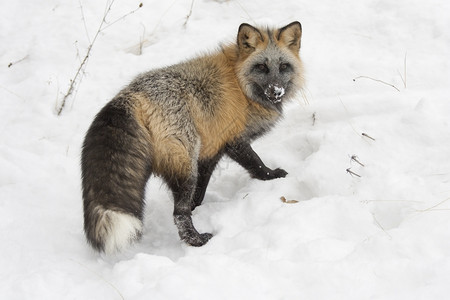 叉十字狐狸后视在深雪中上山步行银背景