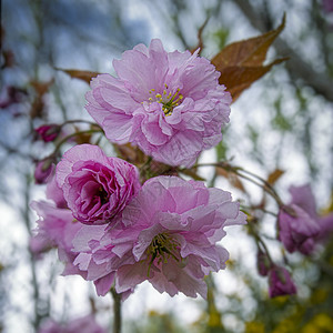 植物学爱尔兰春季的矮粉红杏仁可能晚上关闭拍摄有选择地聚焦于现场花春天背景图片