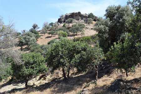 山间的橄榄树图片
