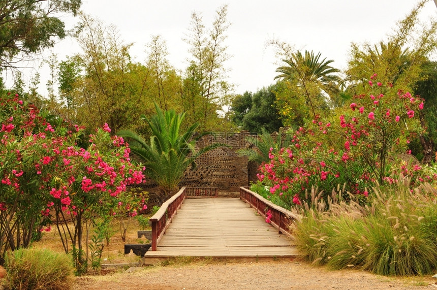 旅游树阿加迪尔市摩洛哥Olhao公园1960花园桥地标图片