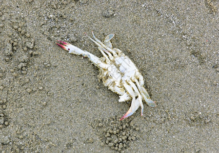 动物爪子海滩上的死螃蟹岸图片
