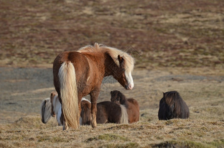 崎岖冰岛马群在田野中放牧场地哺乳动物图片