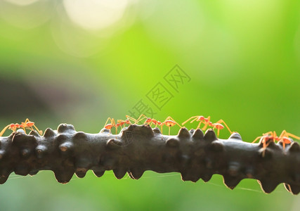 树上的蚂蚁昆虫图片