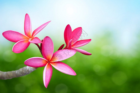 夏天浪漫巴厘岛粉红色的素馨花图片