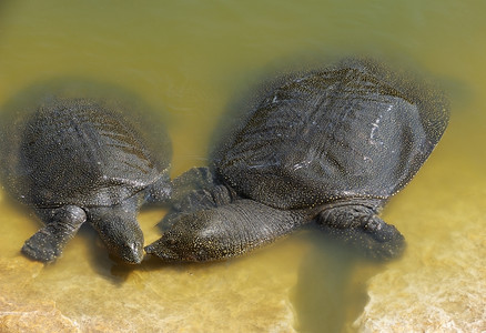 动物岩石亚历山大以色列河中的尼罗夫柔软壳龟三龙星核共济夏天图片
