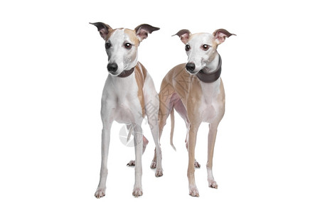 两只惠偶猎犬白色背景面前的惠偶猎犬品种哺乳动物惠比特图片