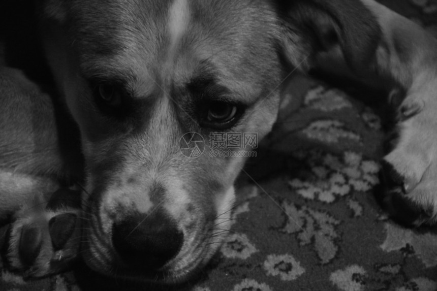 小地毯黑白的一副年轻狗像躺在地毯上的一条小狗说谎单色图片