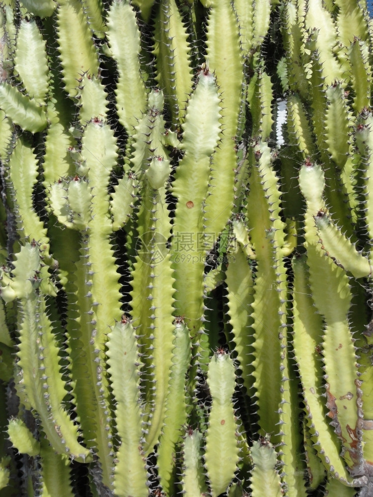 棘手的植物热带仙人掌图片