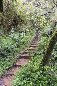 植物苔藓进入绿林丛的楼梯吸引力图片