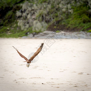 钓鱼鹰与头在澳洲海滩上飞翔一种超过图片