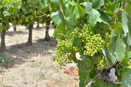 葡萄藤农业在夏天生长的植物中以葡萄为紧地闭着葡萄藤蔓图片