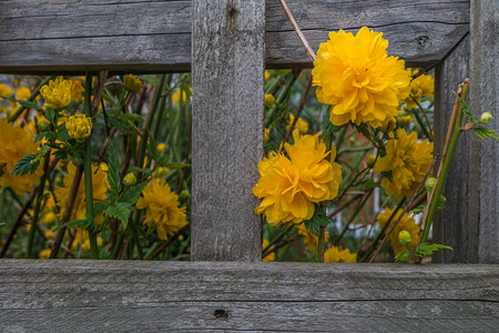 栅栏百合花春天KerriaJaponicapleniflora在围栏边的黄花植物适合背景图像背景图片