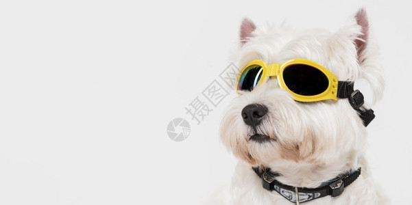 动物带眼镜的小可爱狗的美丽背景图片