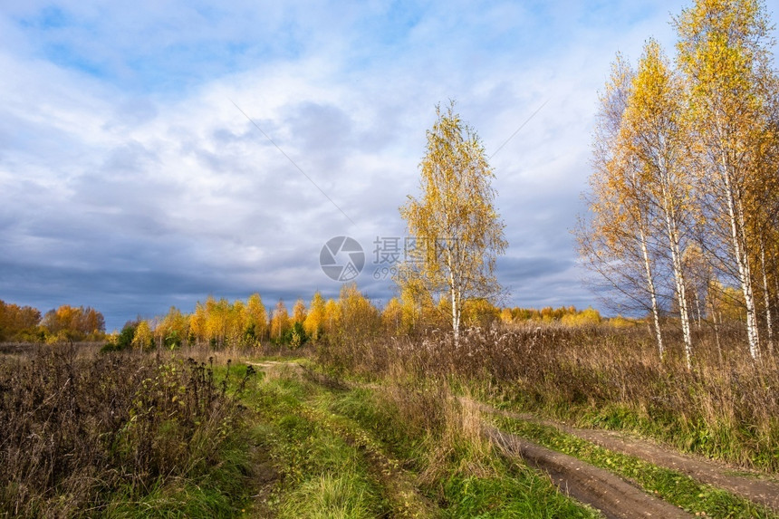 风景优美观丽的秋天风景有一条农村道路和树木黄叶俄罗斯森林图片