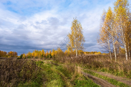 风景优美观丽的秋天风景有一条农村道路和树木黄叶俄罗斯森林图片