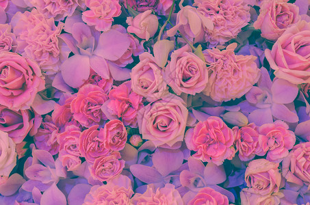 自然玫瑰康乃馨和兰花的粉红背景软过滤效果图像柔软的石竹背景图片