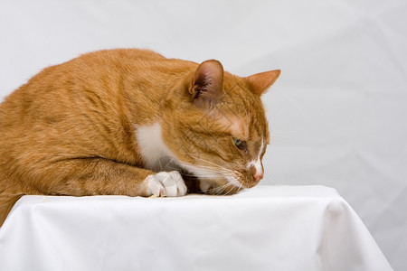 趴在白色毯子上的橘猫图片