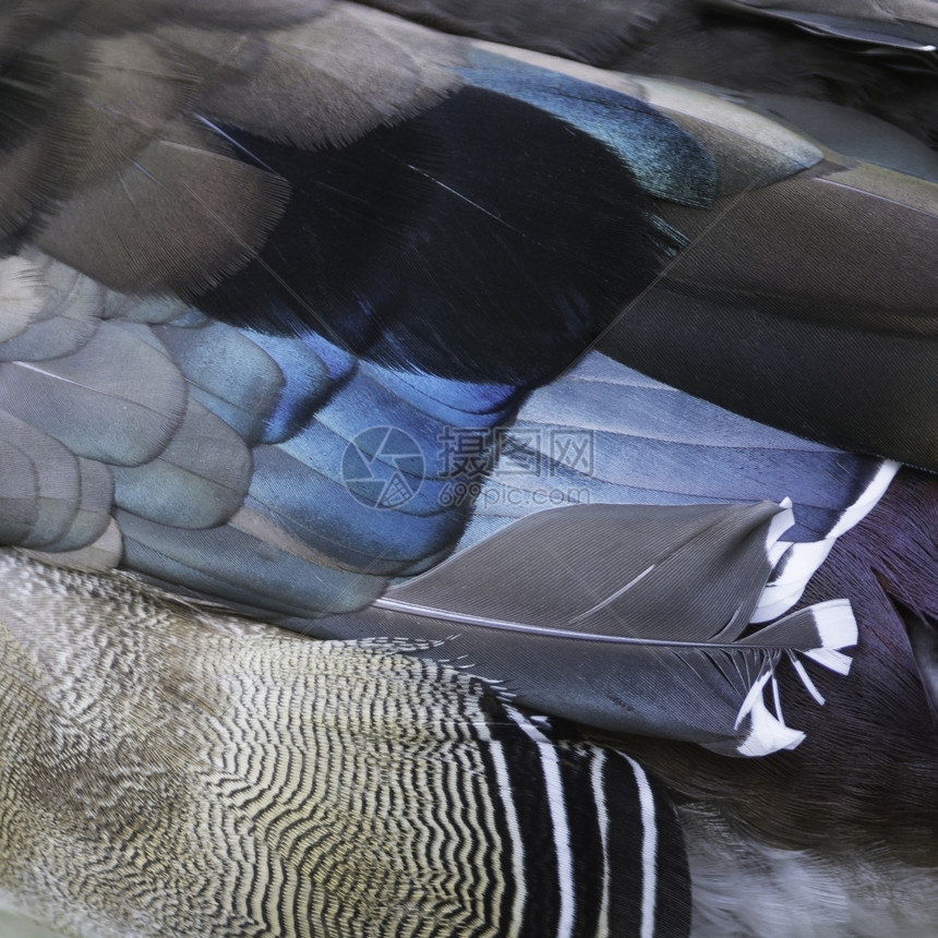 斯波萨丰富多彩的鸭羽毛雄木头艾克斯羽毛纹理背景质地图片